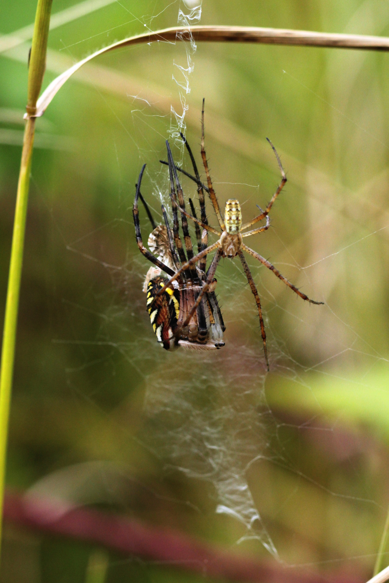 argiope4