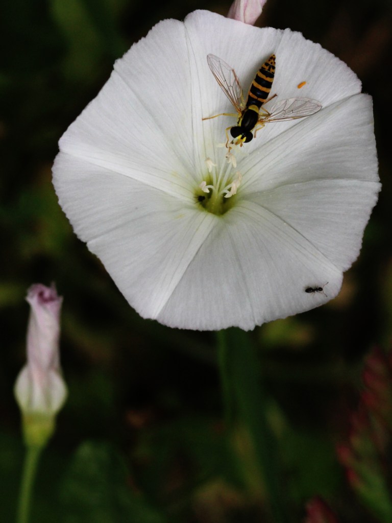 sphaerophoria-scripta